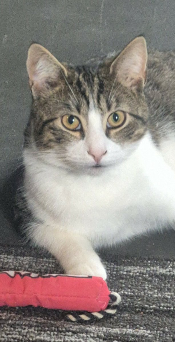 Jake Kincade tweet media