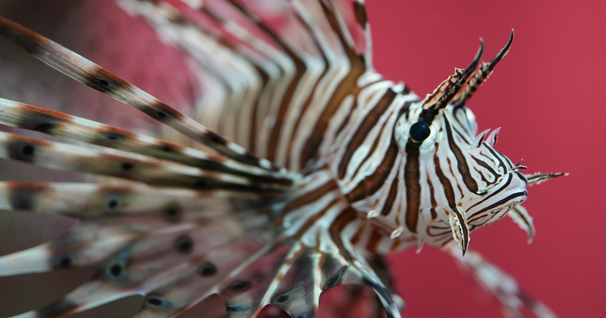 GetawayMagazine's tweet image. AD | Start the year

Start the year off right! 🐠

Visit the Two Oceans Aquarium and experience the magic below the waves. 🌊

bit.ly/3G3Gctr 

#TwoOceansAquarium #Experiences