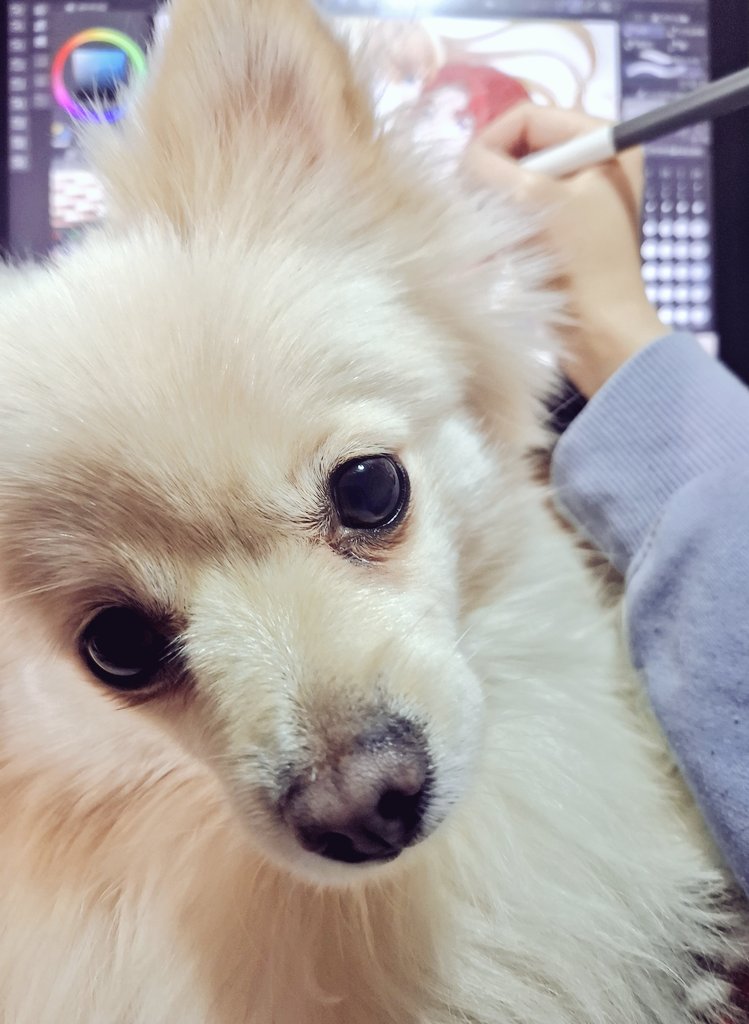 仕事机に写る犬猫の写真憧れてたけどカメラ向けたらがっつり入ってくるお犬