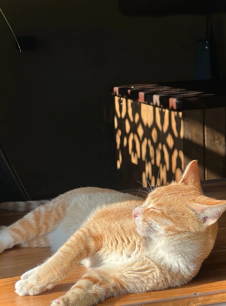 Mistora_'s tweet image. 今日の午後の時間はとても静かで、すごく楽しめたよ😊