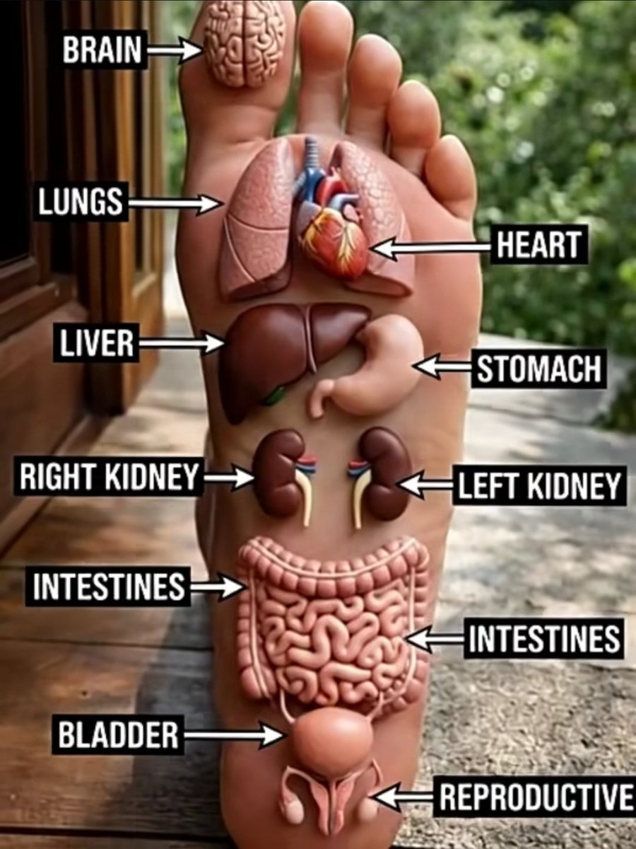 Foot Reflexology Map: your body's healing points are under your feet 👣
