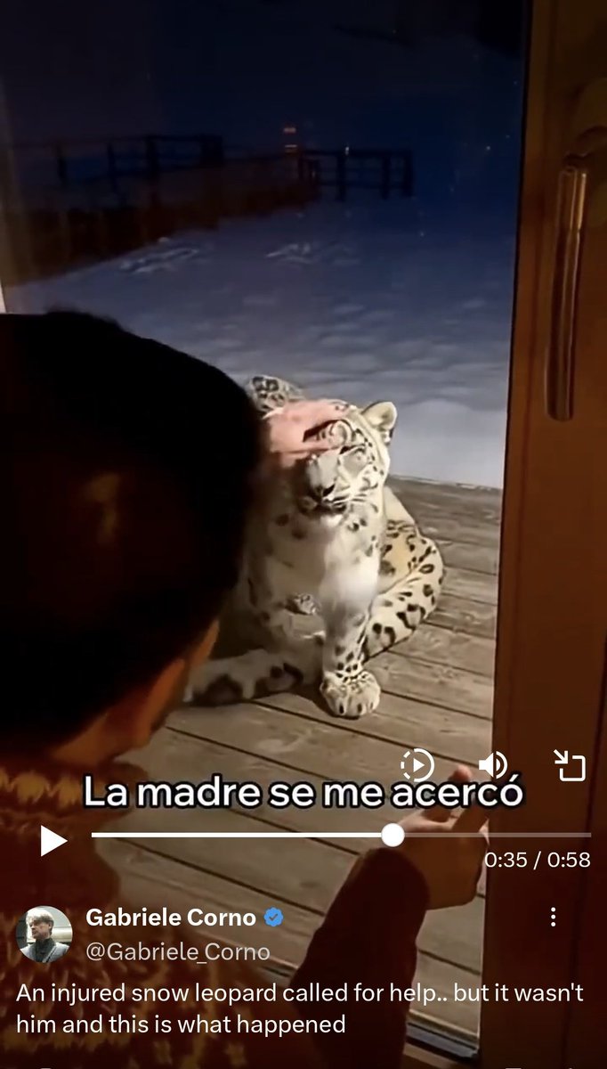 Busuka's tweet image. Мне нравится этот момент в видео. Где у барса отвалилась жопа (вместе с хвостом), а добрый человек протягивает руку сквозь стекло, чтобы погладить остаток барса, идущий к нему