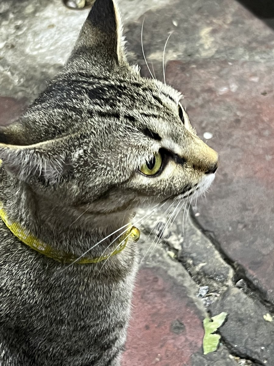 ImpactTrailblazer tweet media