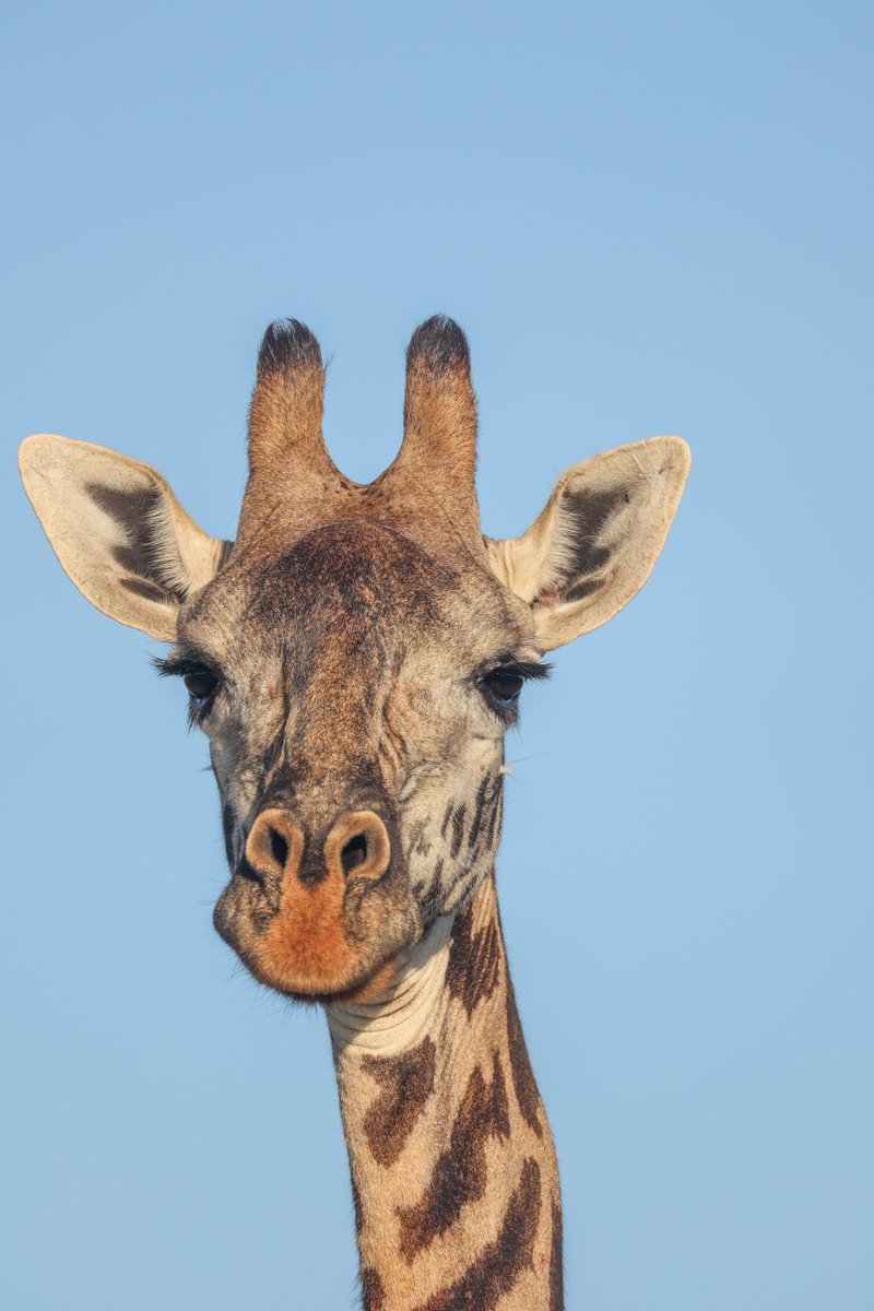 "What are you up to'' Book a game drive and vibe with our Maasai Giraffes.