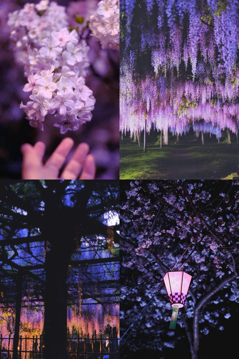 awa_kumo87's tweet photo. ひんやりとする、春の夜のお花見 https://t.co/lUuJYtGZRG