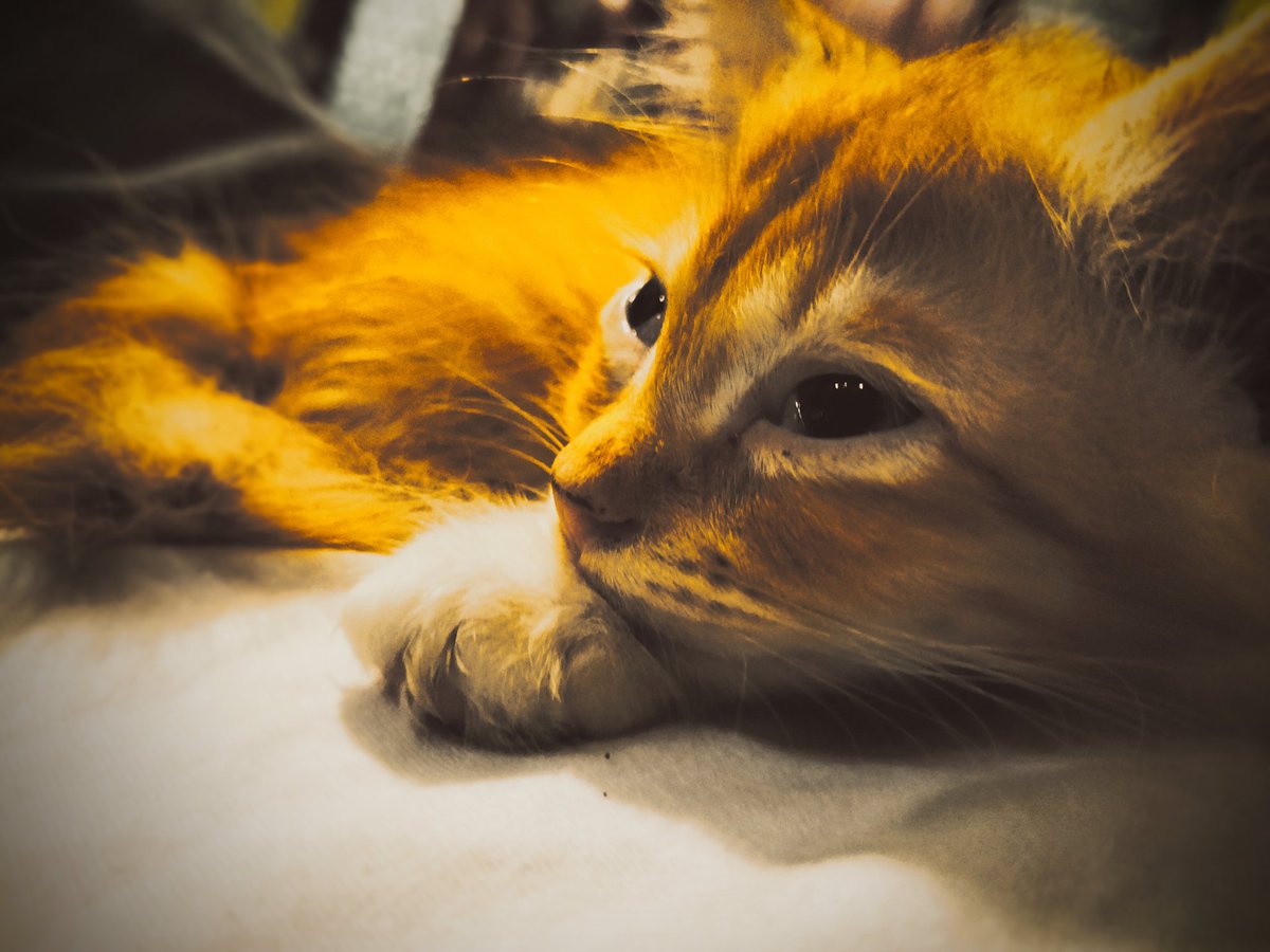 _gsapt's tweet image. 