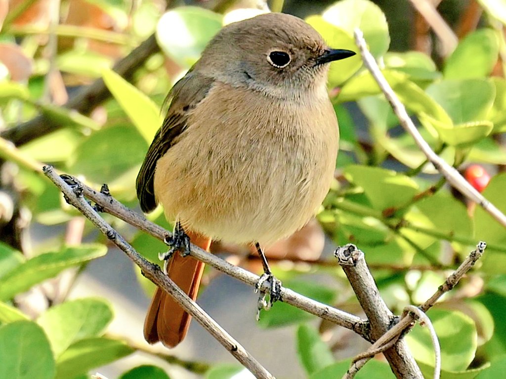 前から見たジョビ子さん