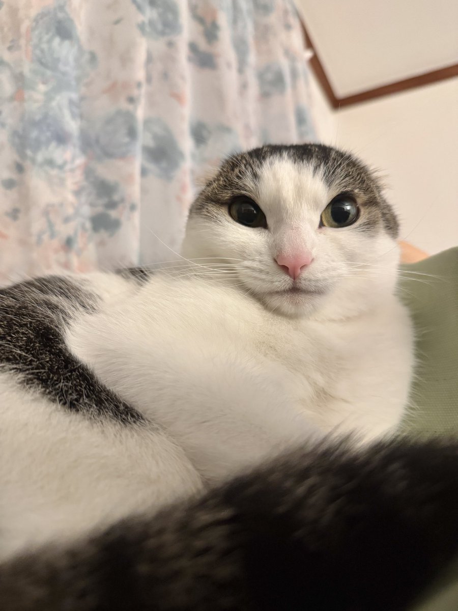 토끼다 vs 수달이다