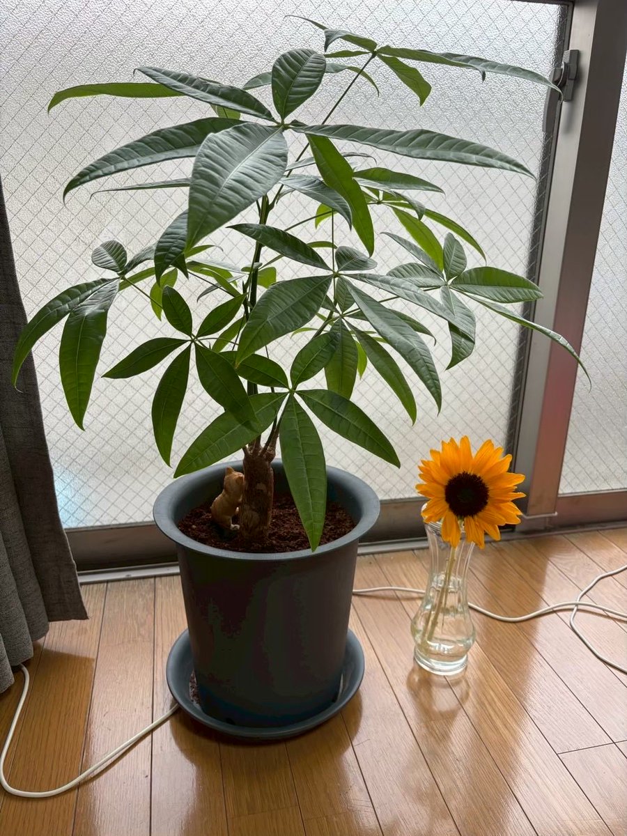 d620801's tweet photo. 遠距離の引越しで観葉植物を梱包したことある人いませんか。100均で買ったパキラがめっちゃ育ったから持っていきたいのですが何をどうすれば良い状態で運べるのか。たまに家で1人で話しかけるくらいの愛着はあります。東京→沖縄です。 #助けて #引越しの知恵 #パキラ https://t.co/im6OOcKyVq