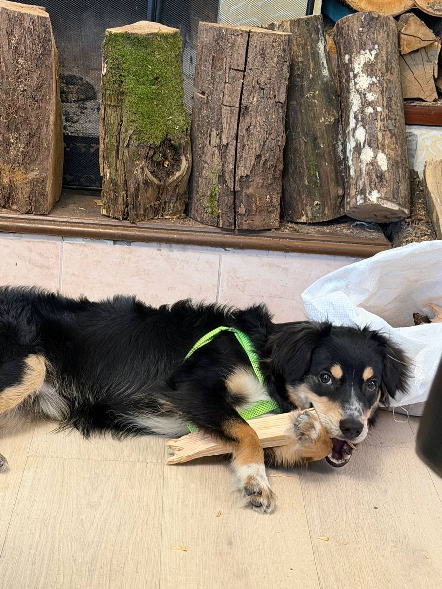 Друзі, кому треба цей чарівний пес?🥹

Його знайшли примерзшим до льоду біля роботу моєї невістки і тепер шукають дбайливого люблячого господаря🙏

Київ