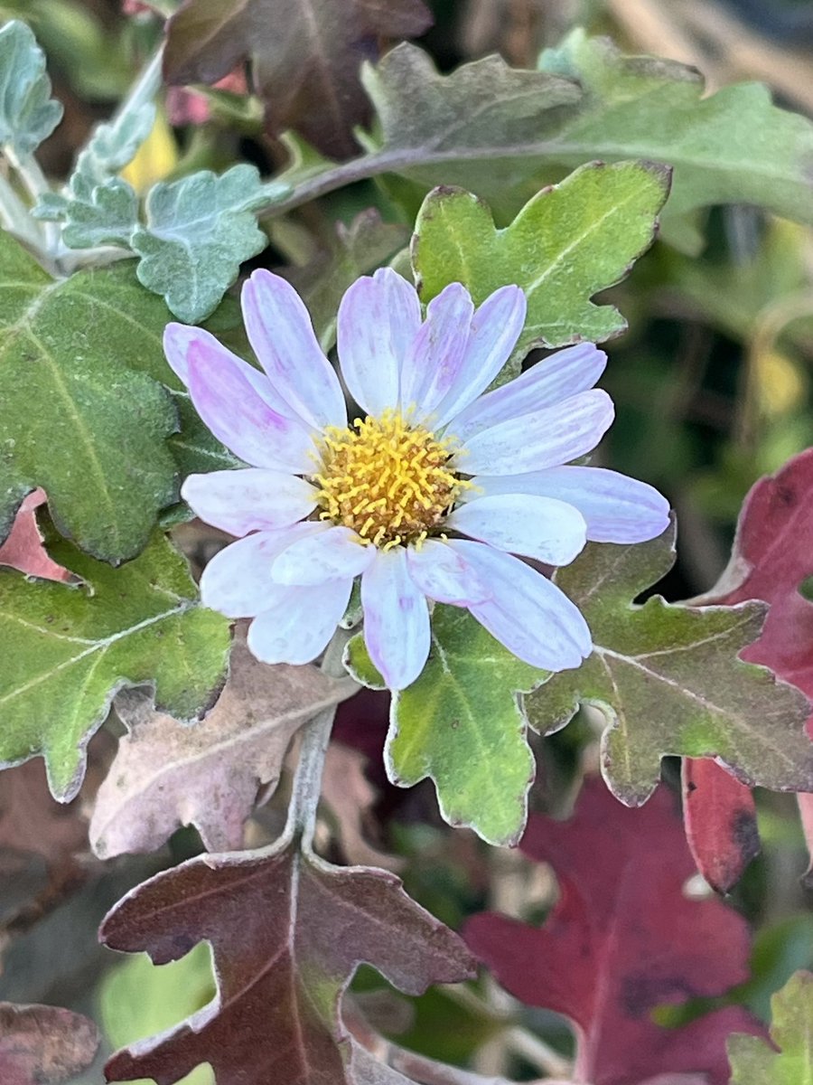 Googleレンズに訊いてみる今日のお花ちゃん。 ミヤコワスレ。名前の由来 は、佐渡に流刑された順徳天皇がこの花を見て傷心を癒やし、都を忘れたという逸話に基づいているのだそうです。喜びなのか悲しみなのかよくわからないw。