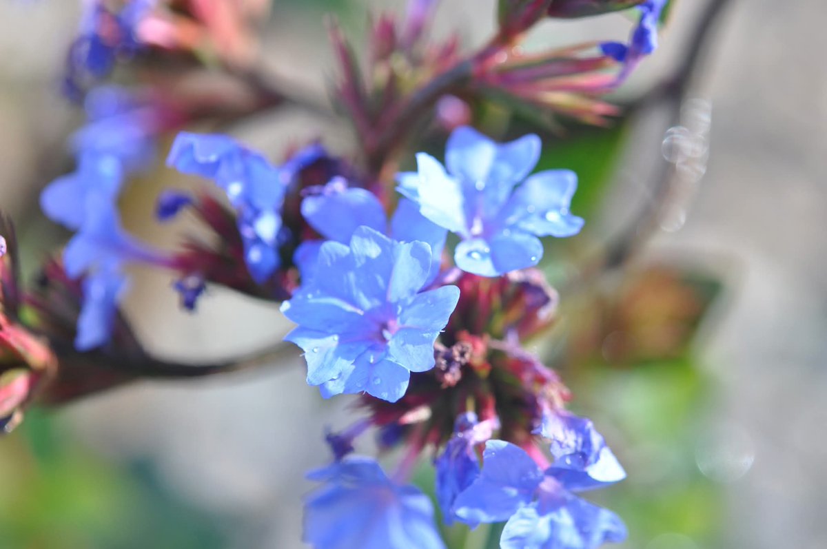 Botanic1234's tweet image. #ฟ้าคราม 
ชื่อวงศ์  Plumbaginaceae
ลักษณะ : ไม้พุ่ม ขึ้นตามซอกหินปูน ใบเรียงเวียน มีขนสาก ดอกสีคราม กลีบดอกโคนเชื่อมติดกันเป็นหลอด ปลายแยกเป็น 5 แฉก แต่ละแฉกปลายเว้าตื้น
ออกดอก : ธันวาคม - กุมภาพันธ์
Inbox : m.me/romklaobg/  
โทร  : 081 287 4994 (ในวันและเวลาทำการ)