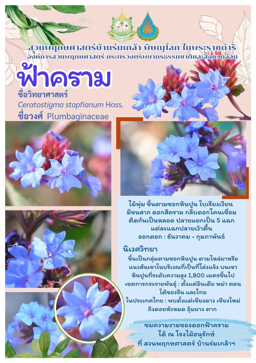 Botanic1234's tweet image. #ฟ้าคราม 
ชื่อวงศ์  Plumbaginaceae
ลักษณะ : ไม้พุ่ม ขึ้นตามซอกหินปูน ใบเรียงเวียน มีขนสาก ดอกสีคราม กลีบดอกโคนเชื่อมติดกันเป็นหลอด ปลายแยกเป็น 5 แฉก แต่ละแฉกปลายเว้าตื้น
ออกดอก : ธันวาคม - กุมภาพันธ์
Inbox : m.me/romklaobg/  
โทร  : 081 287 4994 (ในวันและเวลาทำการ)