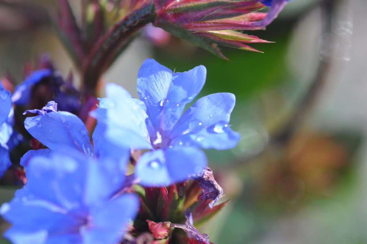 Botanic1234's tweet image. #ฟ้าคราม 
ชื่อวงศ์  Plumbaginaceae
ลักษณะ : ไม้พุ่ม ขึ้นตามซอกหินปูน ใบเรียงเวียน มีขนสาก ดอกสีคราม กลีบดอกโคนเชื่อมติดกันเป็นหลอด ปลายแยกเป็น 5 แฉก แต่ละแฉกปลายเว้าตื้น
ออกดอก : ธันวาคม - กุมภาพันธ์
Inbox : m.me/romklaobg/  
โทร  : 081 287 4994 (ในวันและเวลาทำการ)