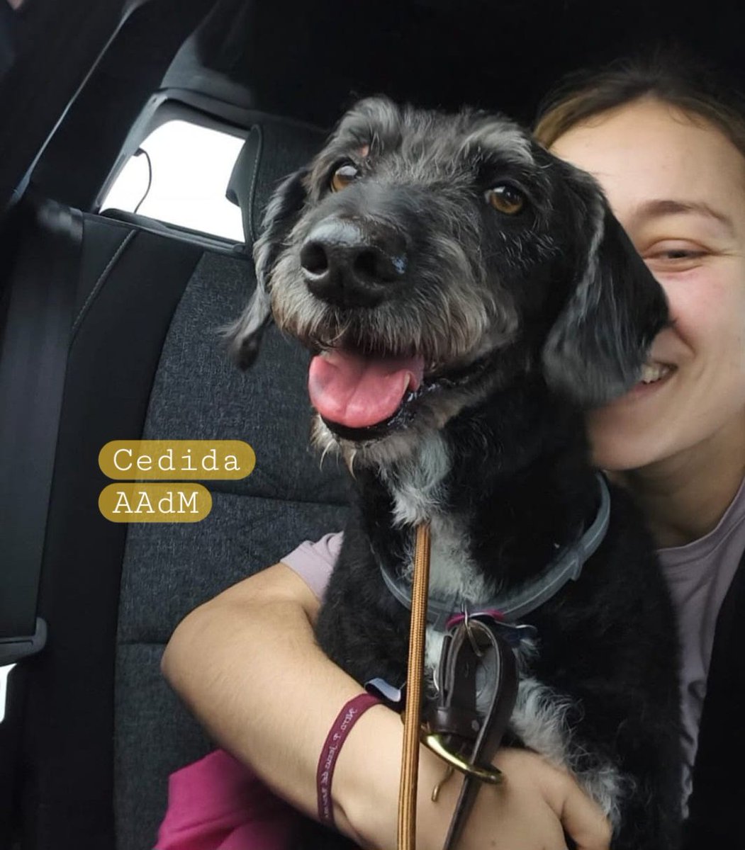 #Adamuz#Boro
Ana, la joven herida en el accidente de Adamuz, junto a su hermana,se encuentra con su perrito Boro. Dentro del terrible trauma sufrido,  para ella ha tenido un epílogo feliz. Boro fue localizado por la Guardia Civil.