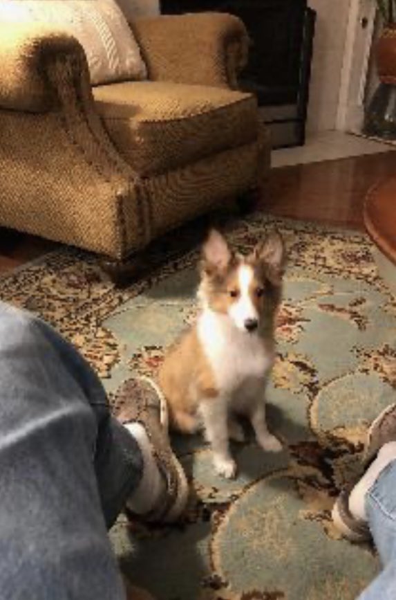 janvtower's tweet image. Throwback Thursday furry friends. Look at my ears!! 🤭 Have a happy day and stay safe. 😘🐾❤️