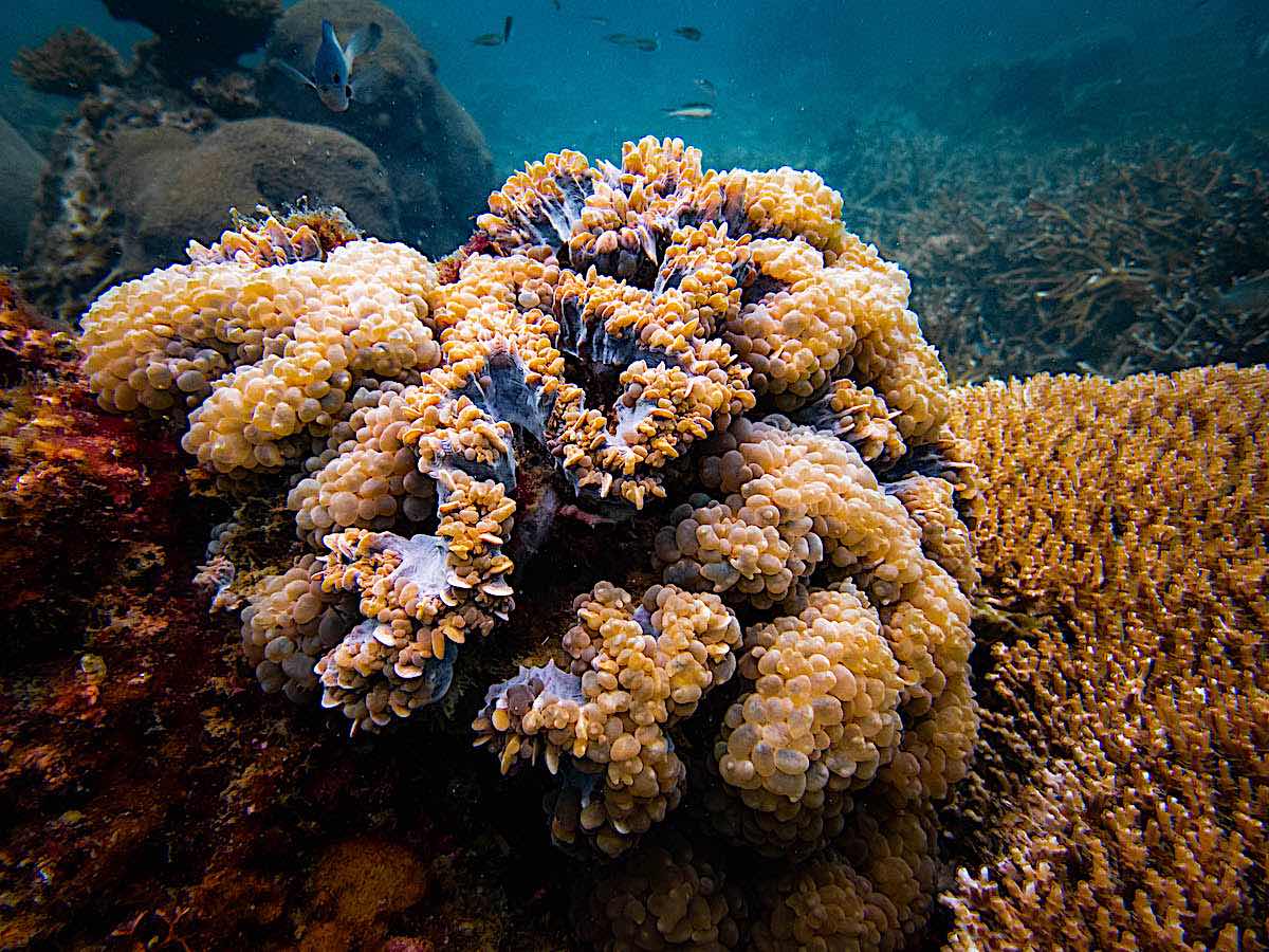 It is important to understand that coral reefs are formed by using the dissolved carbon dioxide in the ocean and by converting this gas to limestone, therefore corals are able to control the carbon dioxide levels in the ocean. ecokohtao.com.com #Reef #Kohtao #Thailand