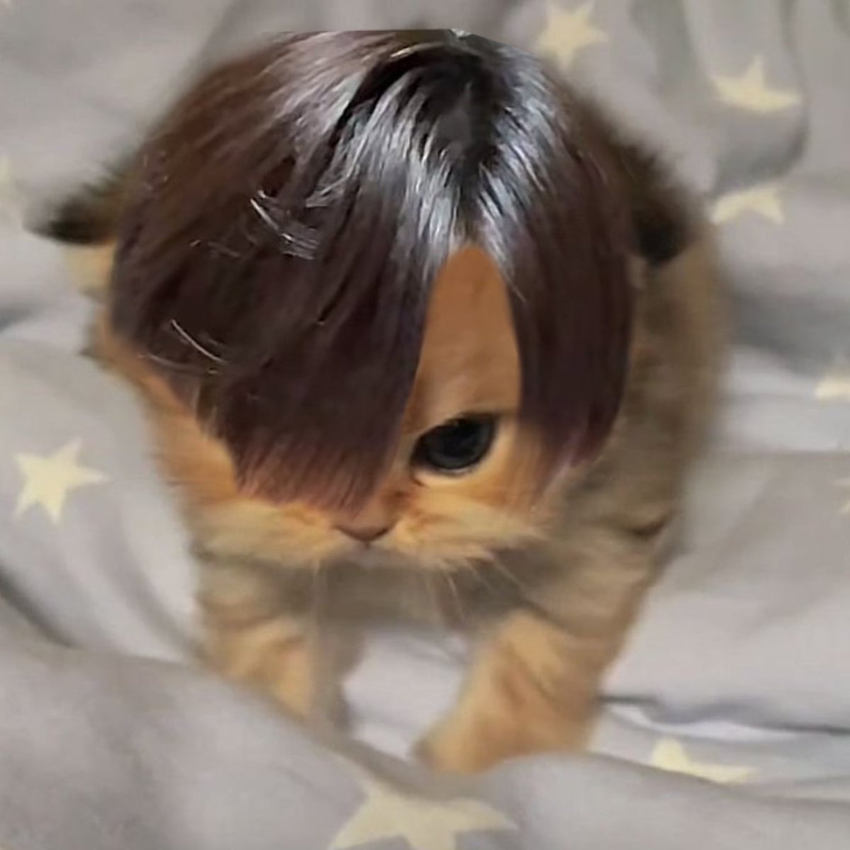 fridaepm's tweet image. จัดอันดับแมวที่เหมือนน้องตุ้ยมากที่สุด

อันดับ 1 :