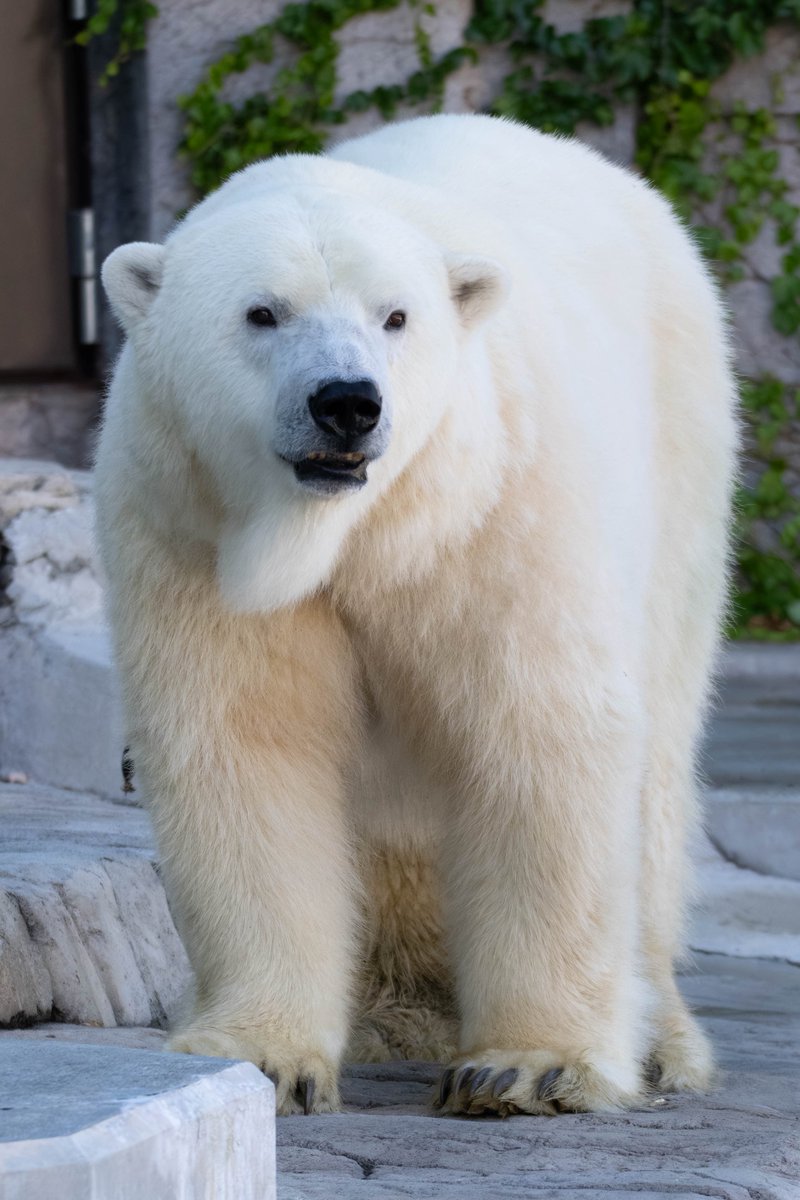 ShiroKumaZ (@MatsuriShiroii) / Posts / X