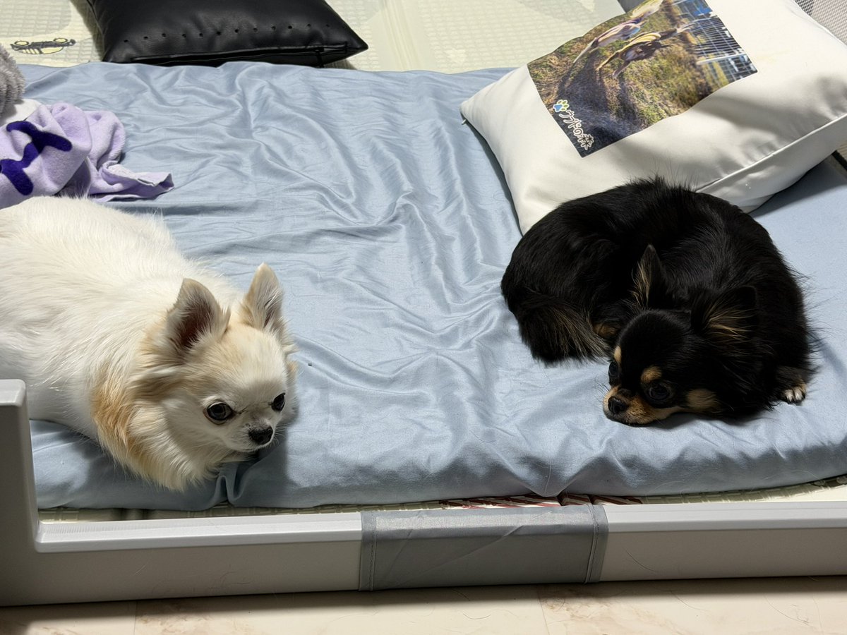 \   ここを通りたければ合言葉を言いな   /