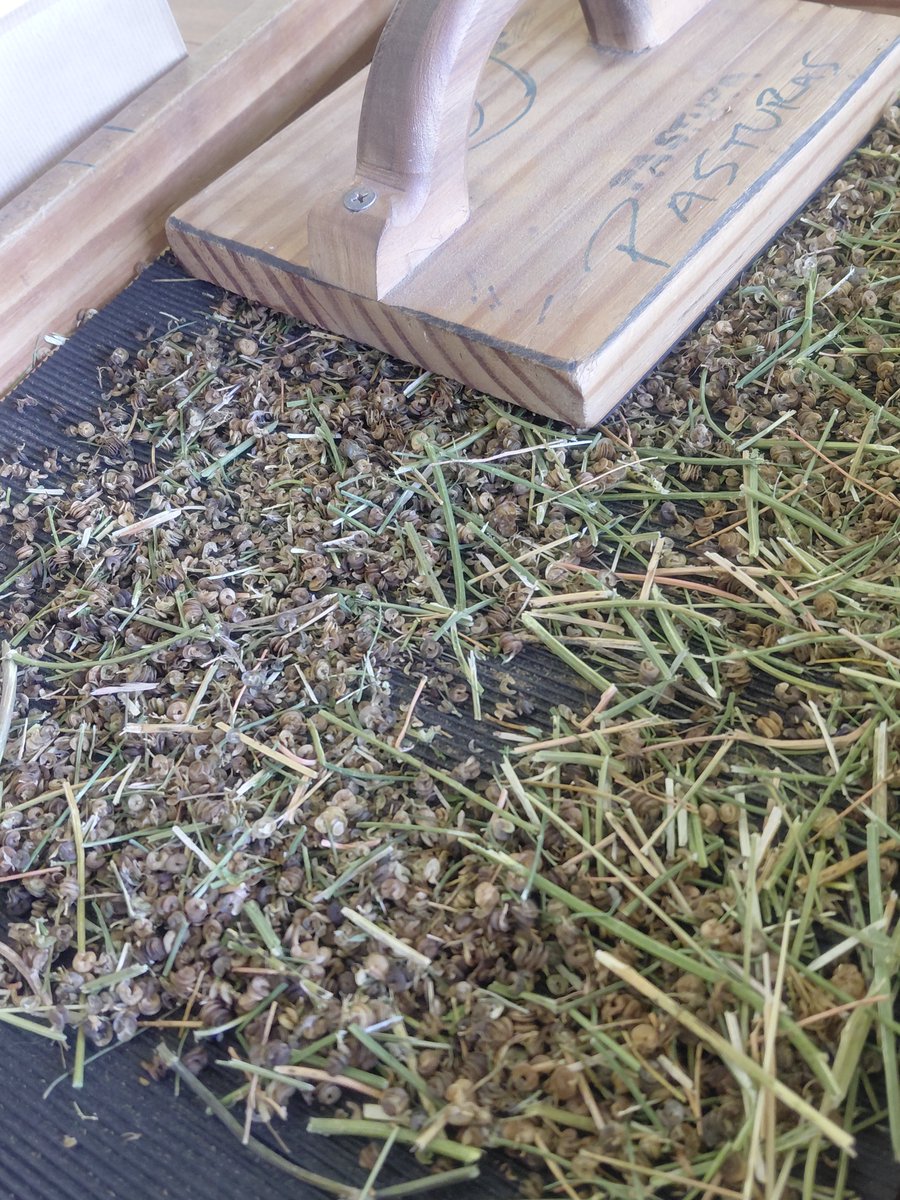 Proceso de semilla #Alfalfa INIA Charrúa

#mejora #Genética 
#forrajeras <a href="/INIA/">inia</a> URUGUAY 

ainfo.inia.uy/digital/bitstr…