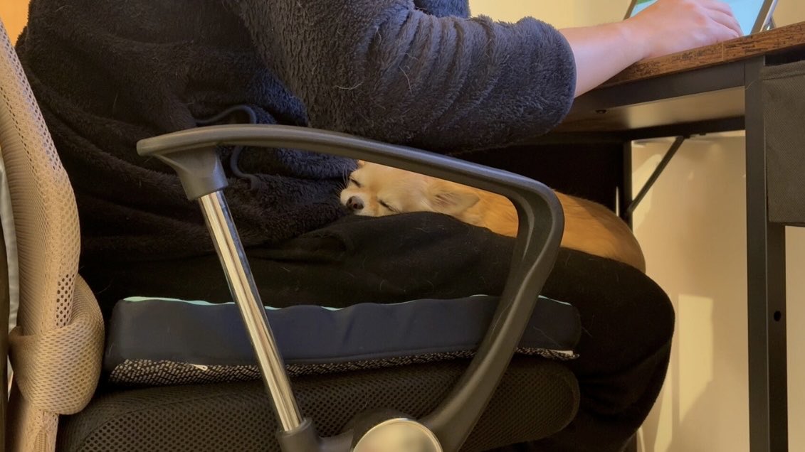 papa_love_dog's tweet image. 