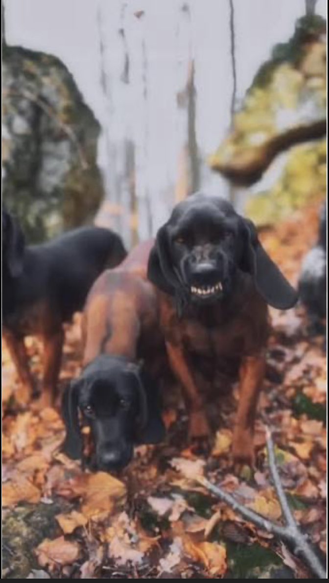 I think I have hubs agreeing that I need a female Bavarian Mountain Hound. “Agreeing” is casually looking into breeders, right? 
Tucker would approve and that matters most. 🫢