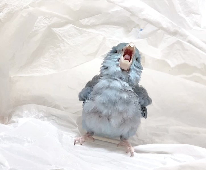 Acetone -🛸 - tweet media