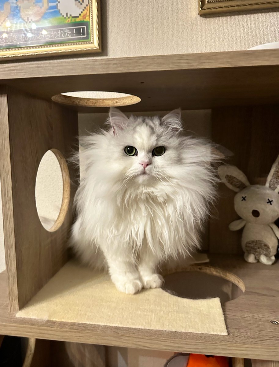 ネコランド (@NEKOLAND13) / Posts / X