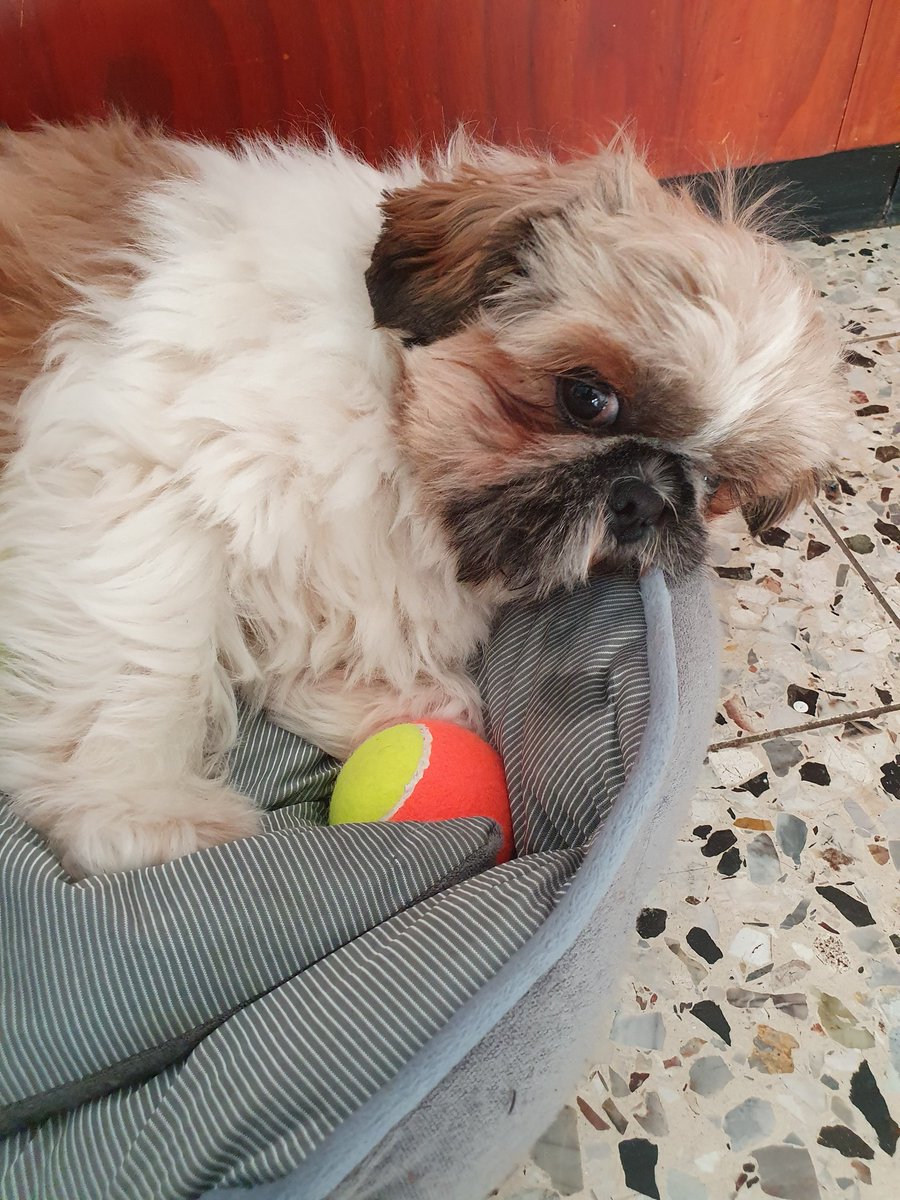 Vor dem Mittagessen erstmal den Süßhund durchflauschen.

Fördert beiderseits Appetit und Verdauung. Win win.