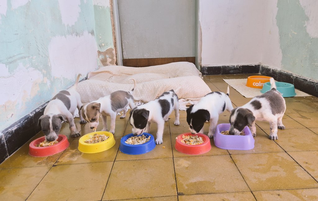 Mis vaquitas hermosas 💖 otro día,  otra postal