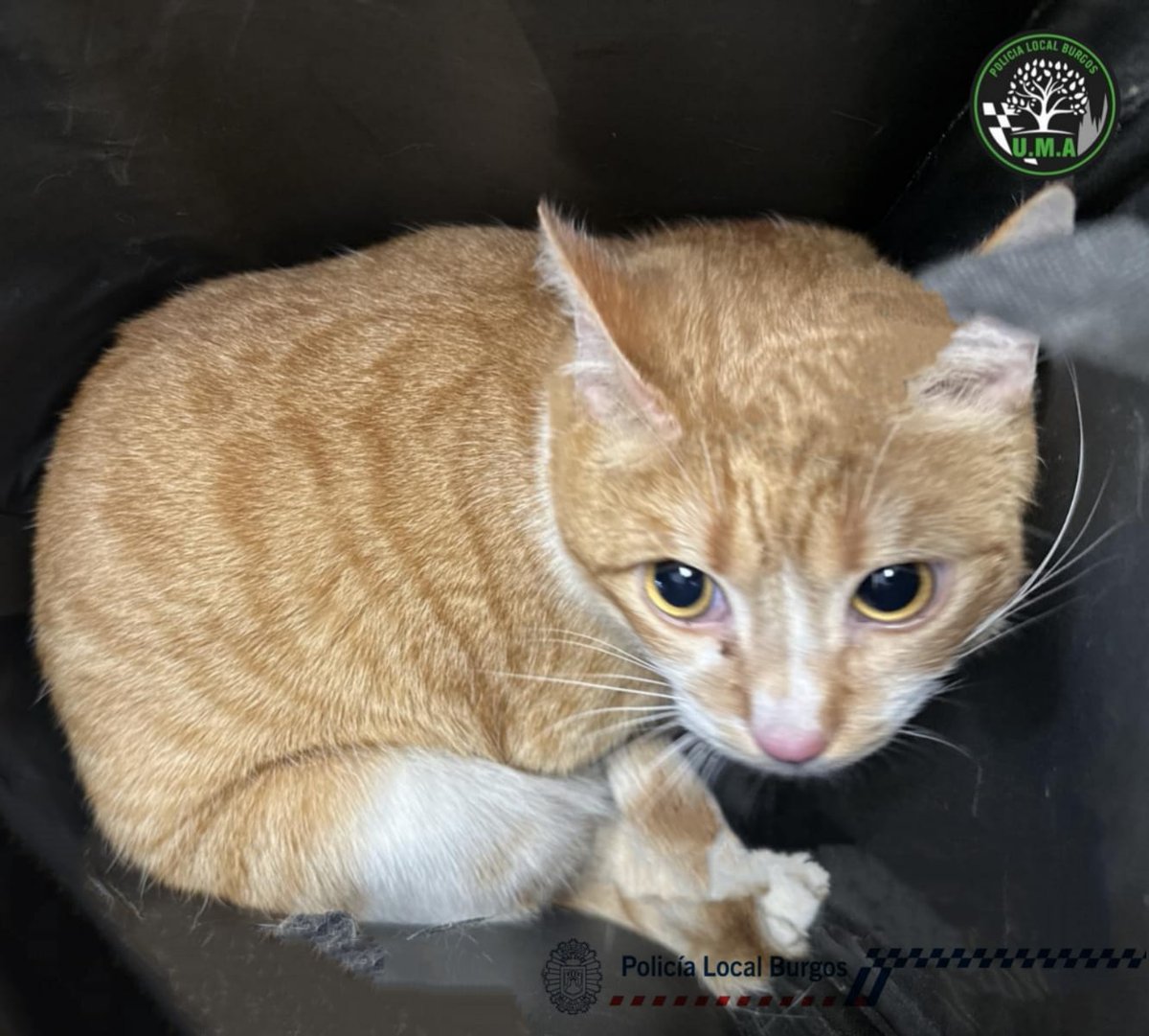PoliciadeBurgos's tweet photo. Este gato ha sido encontrado en el entorno de la calle Luis Alberdi y no tiene microchip, por lo que no podemos devolverlo a su hogar.
Si es tuyo ponte en contacto con nuestra Unidad Medio Ambiental -UMA- a través del ☎️ 092.
Ayúdanos a encontrar a sus dueñ@s. https://t.co/FvLrfnDNcu