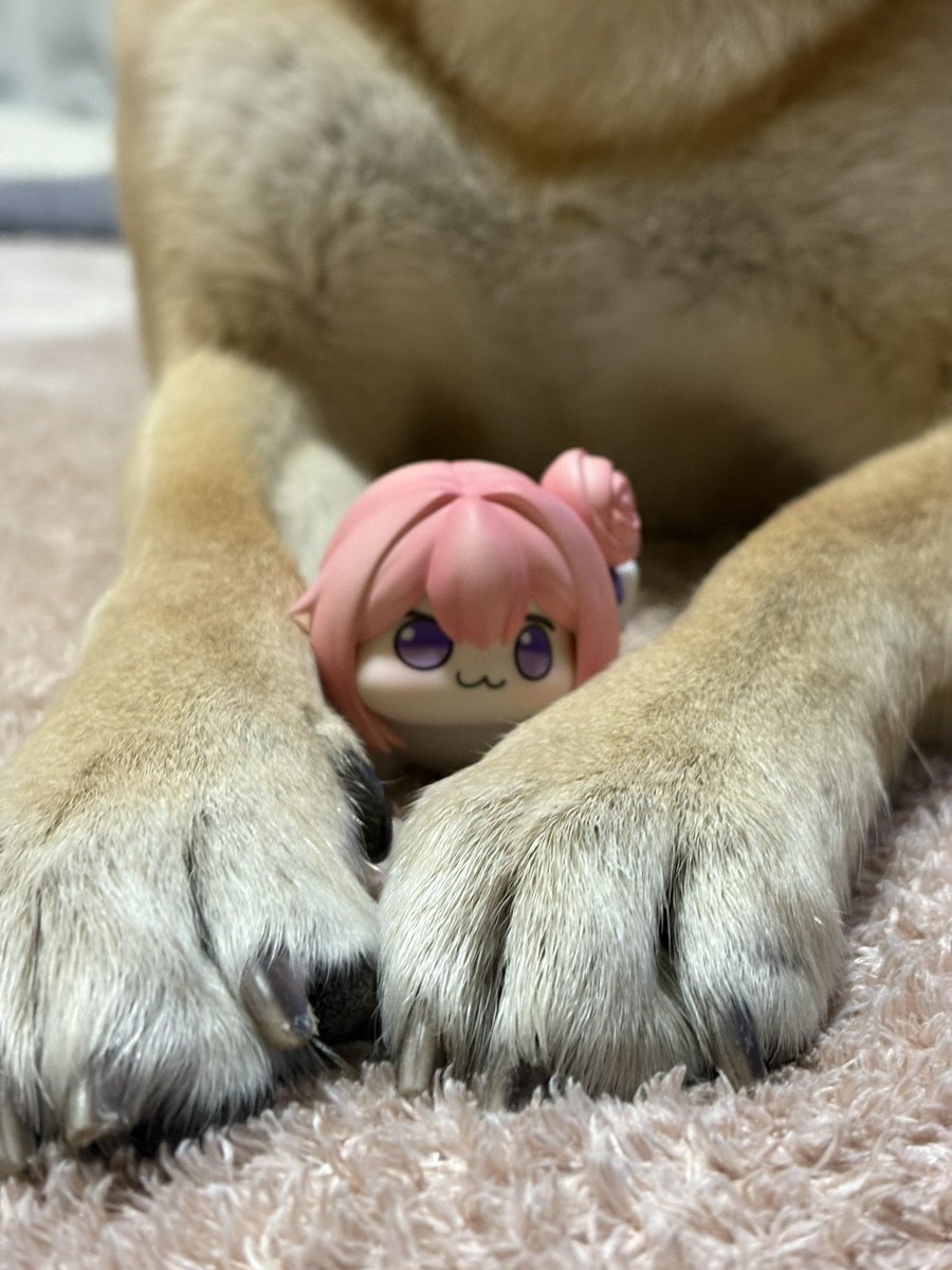 yyj6VMasl466065's tweet image. 犬のおててに挟まれてるDOROです