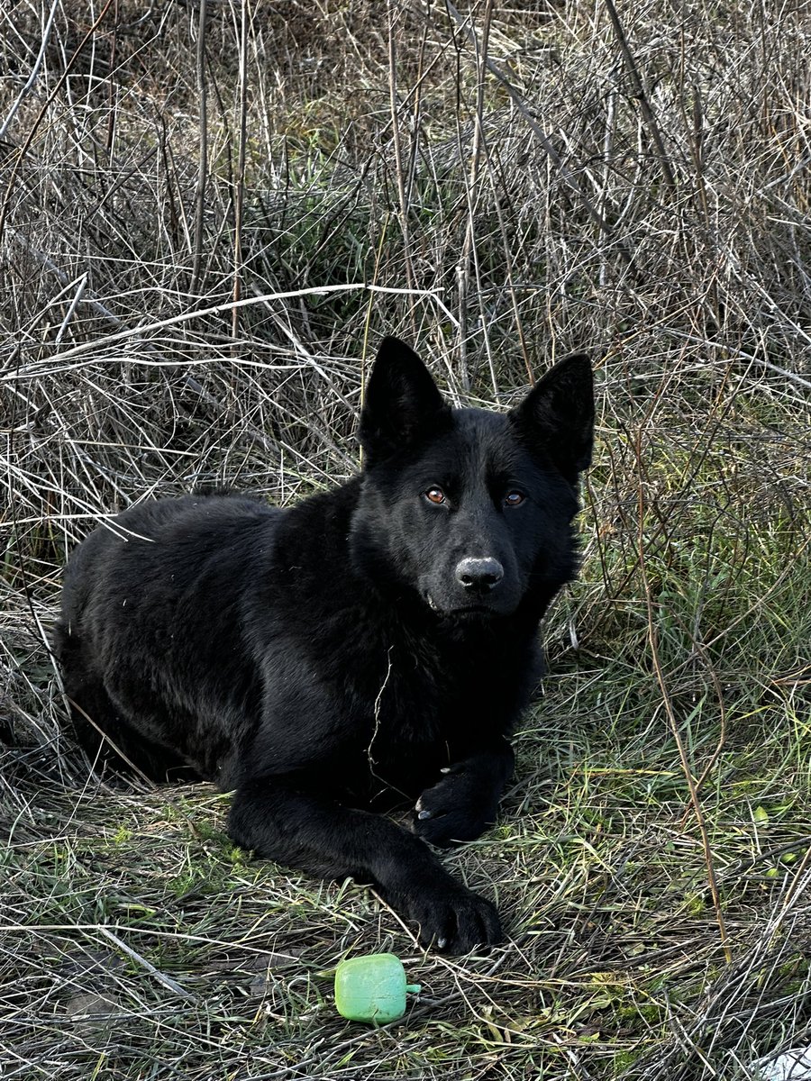 U Nisu, kod fk Nis, ispod auto puta, se nalazi ovaj pas. Zadnja leva sapa je povredjena, par dana je ovde.
Potreban dom i privremeni smestaj.