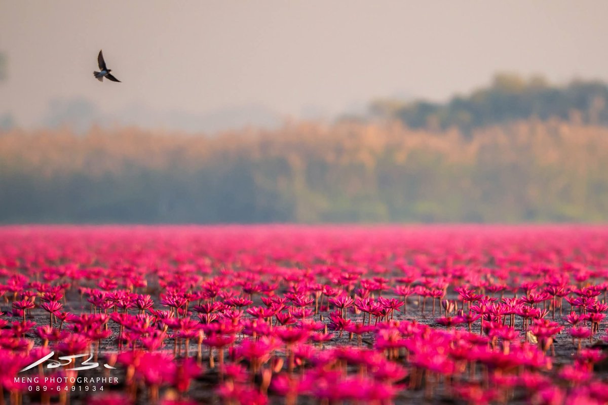 Khwan_R327's tweet image. ลงใหม่ ทะเลบัวแดง อ.กุมภวาปี จ.อุดรธานี ของจริงสวยมาก และกว้างใหญ่มากค่ะ ช่วงพีคคือช่วงเดือน ธันวา-กุมภา ถ้าใครจะไป ให้ไปตั้งแต่เช้า ไปดูพระอาทิตย์ขึ้นเลยค่ะ เพราะถ้าสาย ดอกบัวจะหุบแล้วนะคะ
#AmazingThailand  #AmazingThailandXLisa #FeelAllTheFeelings #LISA