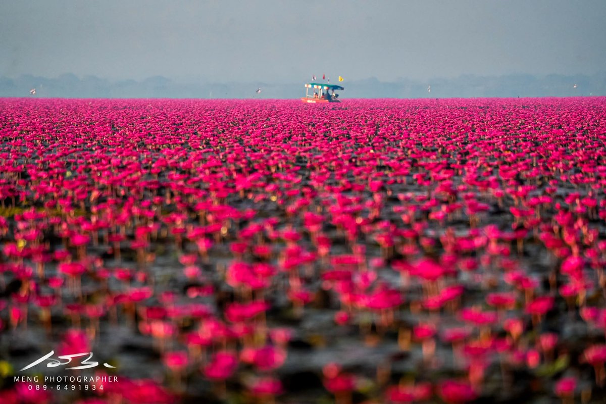 Khwan_R327's tweet image. ลงใหม่ ทะเลบัวแดง อ.กุมภวาปี จ.อุดรธานี ของจริงสวยมาก และกว้างใหญ่มากค่ะ ช่วงพีคคือช่วงเดือน ธันวา-กุมภา ถ้าใครจะไป ให้ไปตั้งแต่เช้า ไปดูพระอาทิตย์ขึ้นเลยค่ะ เพราะถ้าสาย ดอกบัวจะหุบแล้วนะคะ
#AmazingThailand  #AmazingThailandXLisa #FeelAllTheFeelings #LISA