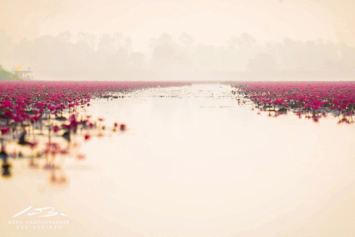 Khwan_R327's tweet image. ลงใหม่ ทะเลบัวแดง อ.กุมภวาปี จ.อุดรธานี ของจริงสวยมาก และกว้างใหญ่มากค่ะ ช่วงพีคคือช่วงเดือน ธันวา-กุมภา ถ้าใครจะไป ให้ไปตั้งแต่เช้า ไปดูพระอาทิตย์ขึ้นเลยค่ะ เพราะถ้าสาย ดอกบัวจะหุบแล้วนะคะ
#AmazingThailand  #AmazingThailandXLisa #FeelAllTheFeelings #LISA