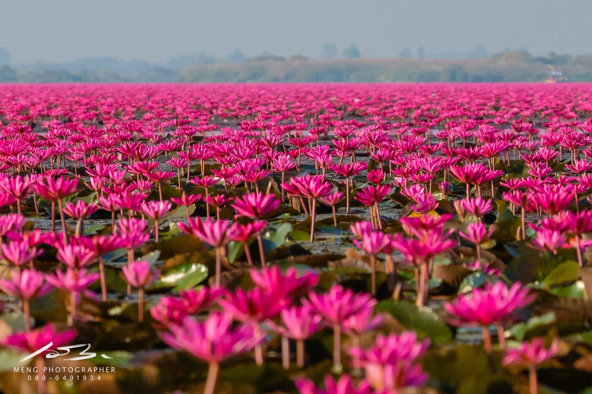 Khwan_R327's tweet image. ลงใหม่ ทะเลบัวแดง อ.กุมภวาปี จ.อุดรธานี ของจริงสวยมาก และกว้างใหญ่มากค่ะ ช่วงพีคคือช่วงเดือน ธันวา-กุมภา ถ้าใครจะไป ให้ไปตั้งแต่เช้า ไปดูพระอาทิตย์ขึ้นเลยค่ะ เพราะถ้าสาย ดอกบัวจะหุบแล้วนะคะ
#AmazingThailand  #AmazingThailandXLisa #FeelAllTheFeelings #LISA