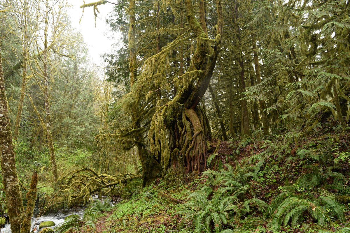 I feel immensely grateful to have been born in a part of the world that even remotely contains some of few remaining patches of Old Growth forests. I wish that most people could live nearby a flourishing natural habitat. No one should always be stuck within an urban area #PNW