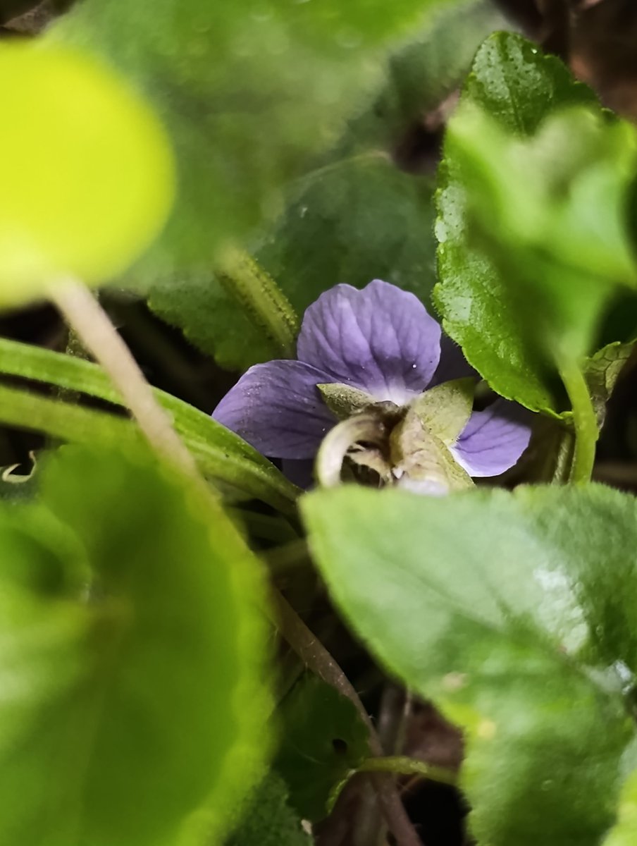 Köküm çamurda, güneşi yarıdan alırım. Beni görmeyebilirsin.
Zaten görünmek için açmadım. Ben Cüce Bataklık Menekşesi, fark edilmeden denge kuran, bataklık dedikleri yerde saf kalmayı öğrenen. Temiz olmak, kirden uzak durmak değilmiş ya, kirle temas edip özünü kaybetmemekmiş.