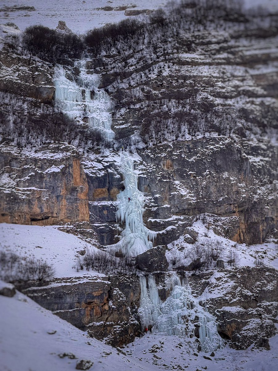 Lisa Forte tweet media