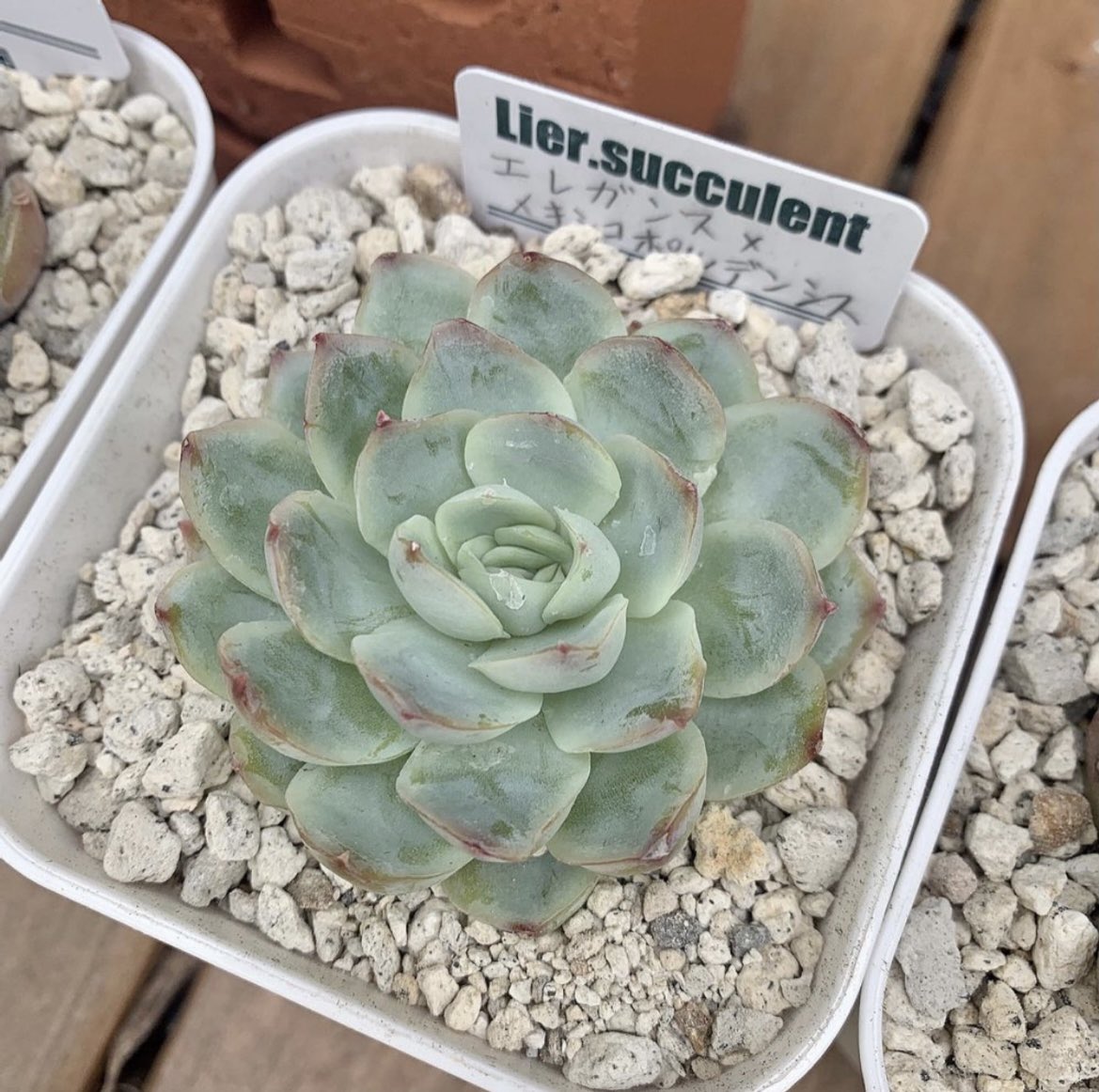 Ru−−− (@Ruta29life) / Posts / X