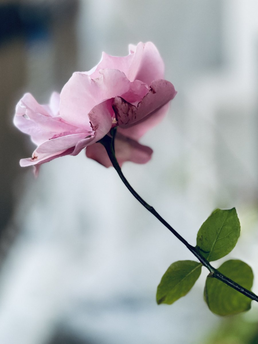 いつぞやの薔薇

#写真好きな人と繋がりたい #花