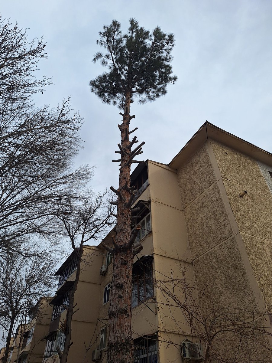 Tovba qildim archani ham shoxlarini kesadimi