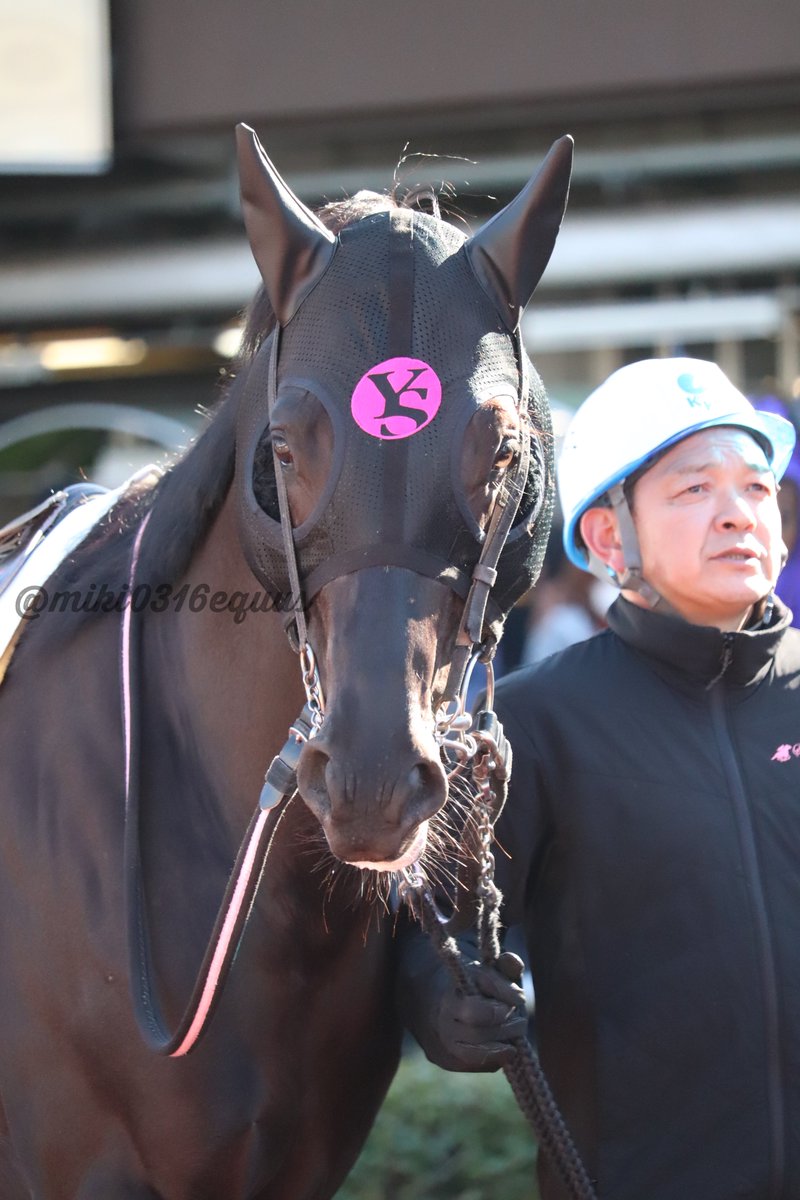 モンザセカンド #ガラデラパンテラ 毛が無い、怪我無い！#六座頭賞