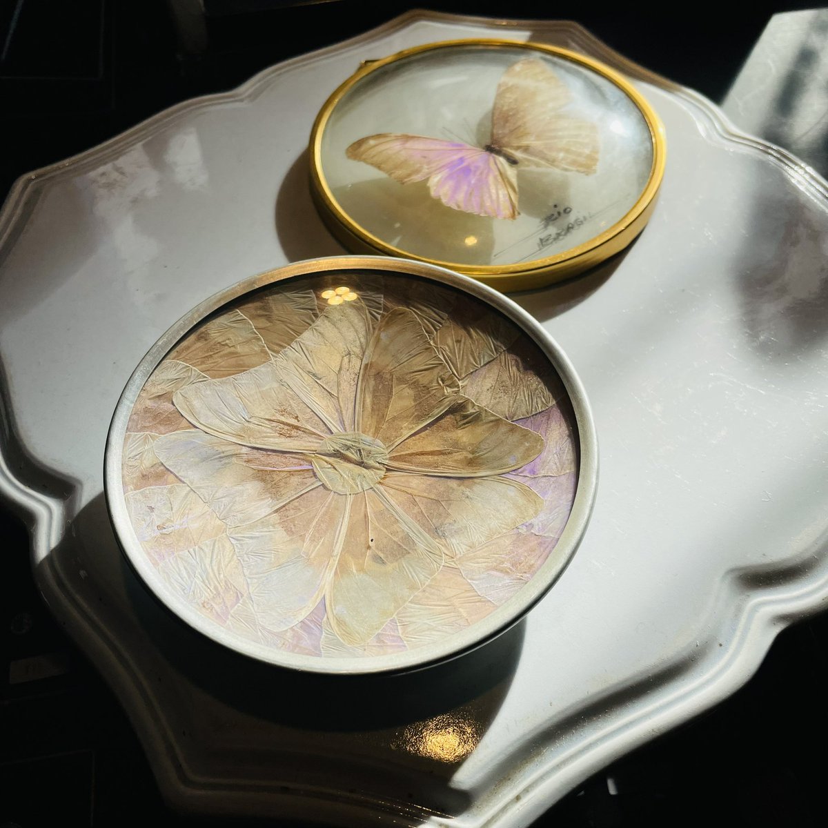 モルフォ蝶の額装 20世紀中頃 ブラジル ビンテージのモルフォ蝶の