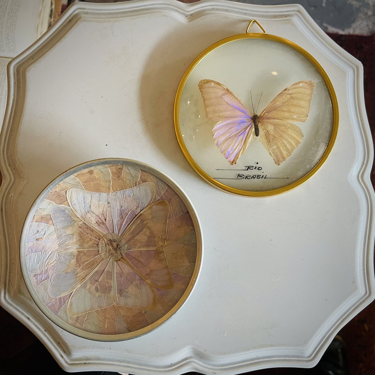 希少！モルフォ蝶　飾り皿　ヴィンテージ　約38センチ　羽　蝶　大皿 希少！モルフォ蝶・飾り皿 - メルカリ