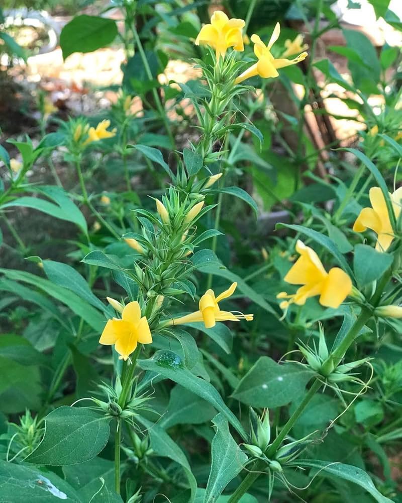 HerbalistChief's tweet photo. Locals call it The Toothache Herb, because it cures toothache like magic. 

Make a paste from the leaves or root and apply on affected tooth for a quick relieve. Nature heals. https://t.co/BCqLZwzwe6