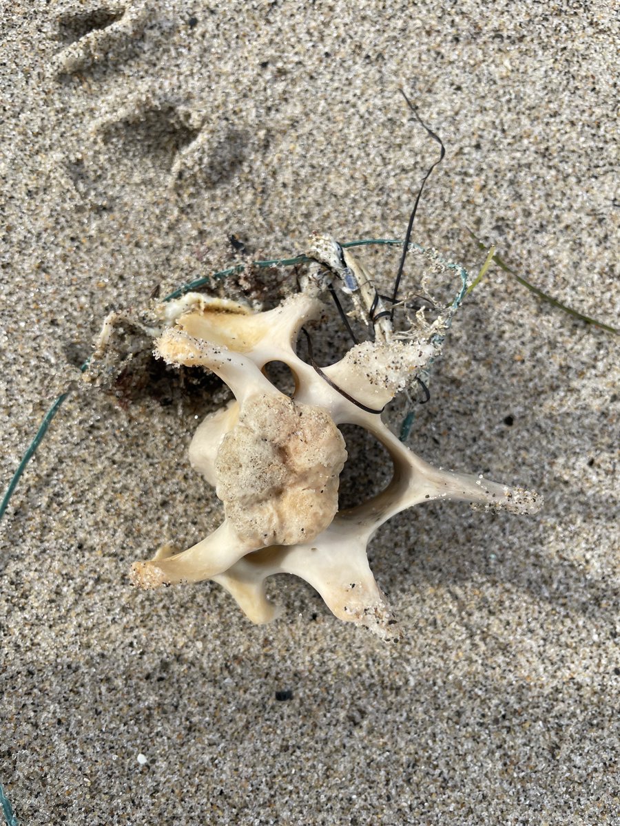 sameko71's tweet image. いろいろななにか