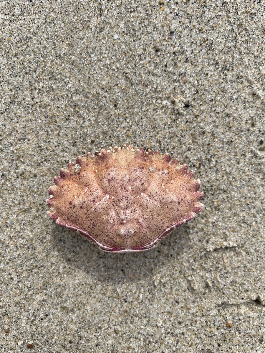 sameko71's tweet image. いろいろななにか